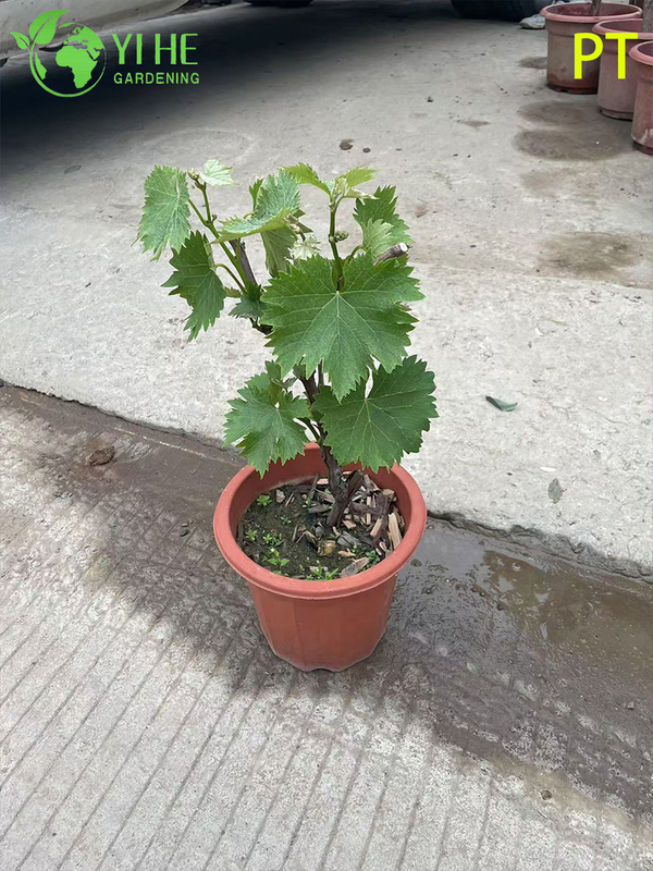 Vitis Vinifera Vineyard-Quality Grapevine Plant Bonsai Tree