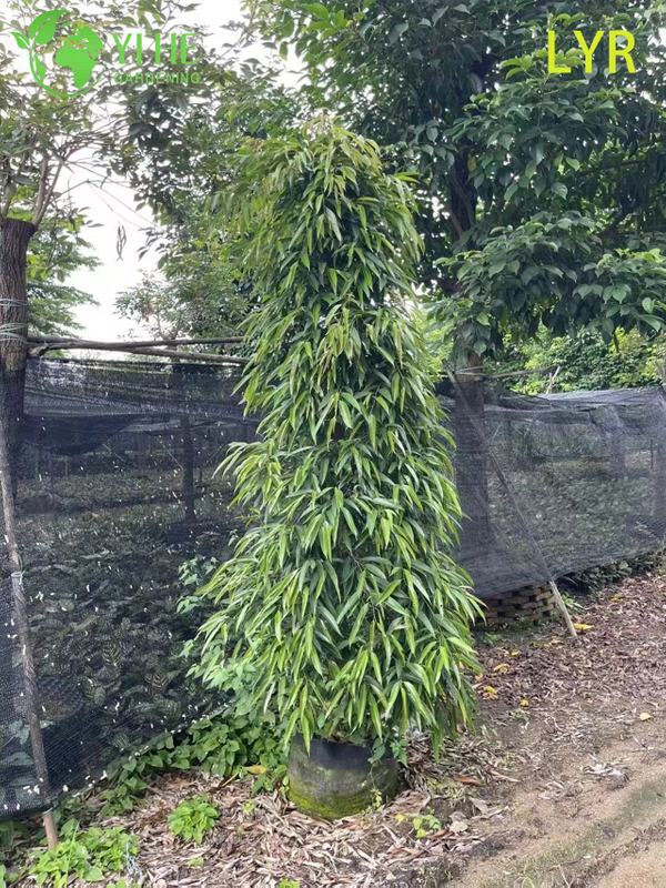 Slender Leaf Evergreen Ficus Amstel King for Indoor Outdoor Landscaping Bonsai