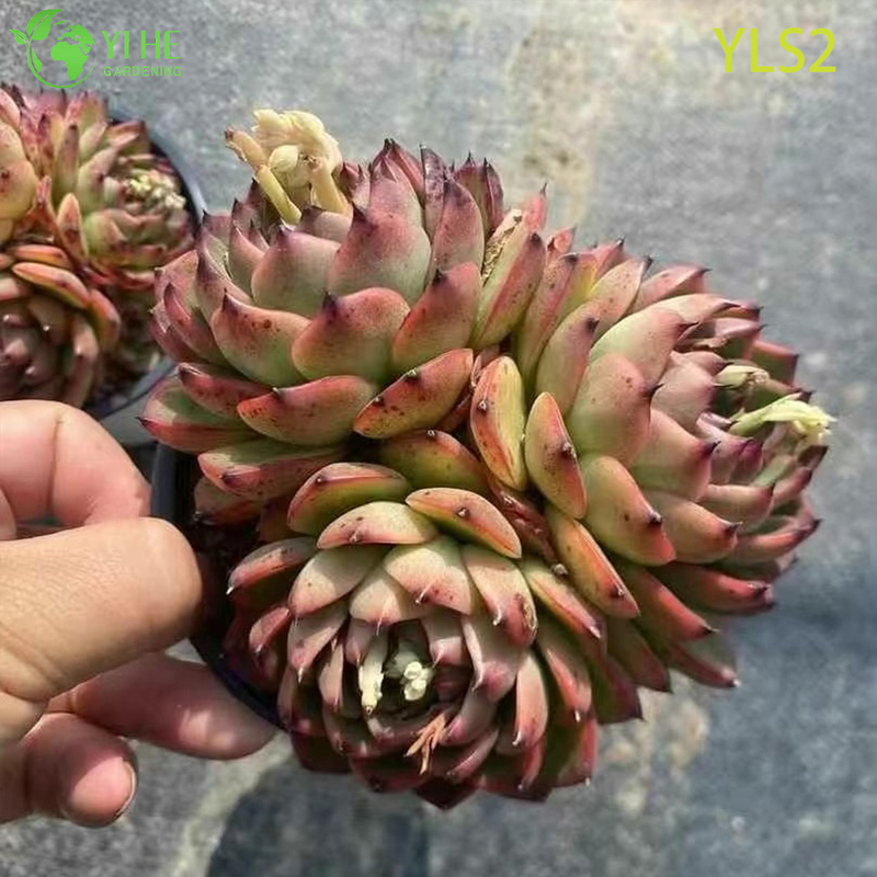Wholesale Echeveria Taurus Live Korean Hybrid Succulent Plant Bonsai
