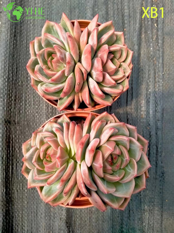 Wholesale Echeveria Champagne Succulent with Creamy Center Bonsai