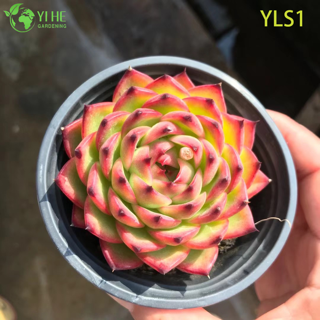 Wholesale Echeveria Agavoides Lipstick Live Succulent Plant Bonsai
