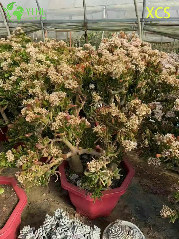 Wholesale Crassula Ovata Hobbit Jade Live Succulent Plant Bonsai