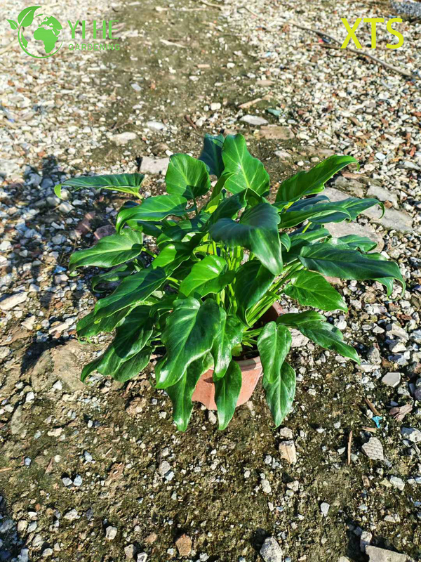 Wholesale Philodendron Selloum Hope Live Tropical Houseplant Bonsai