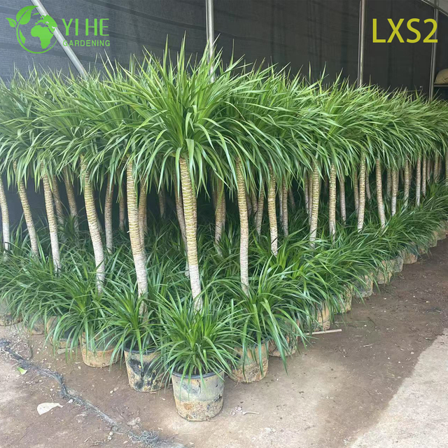Wholesale Dracaena Draco Tree, Live Mature Dragon Blood Tree for Export Bonsai