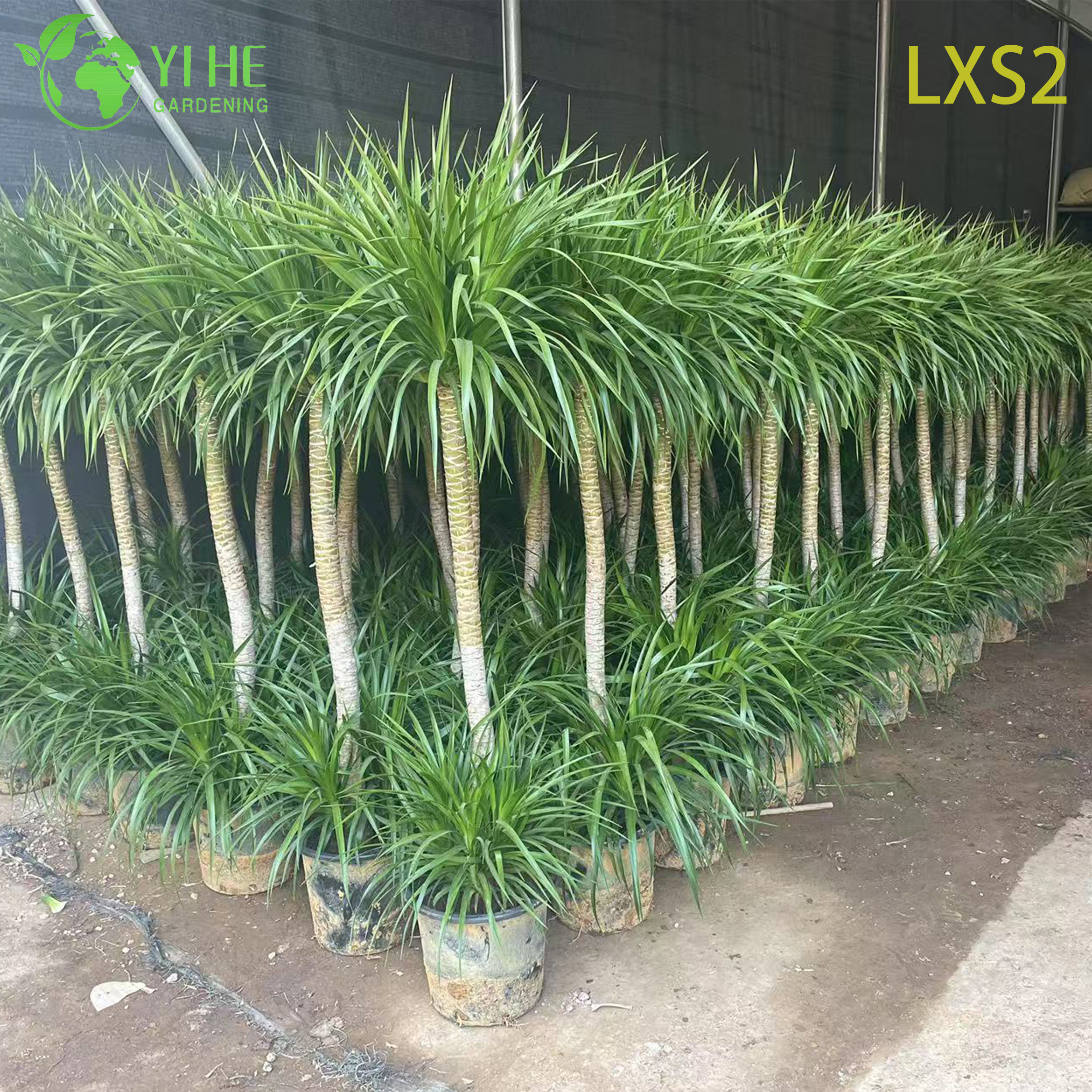 Wholesale Dracaena Draco Tree, Live Mature Dragon Blood Tree for Export Bonsai