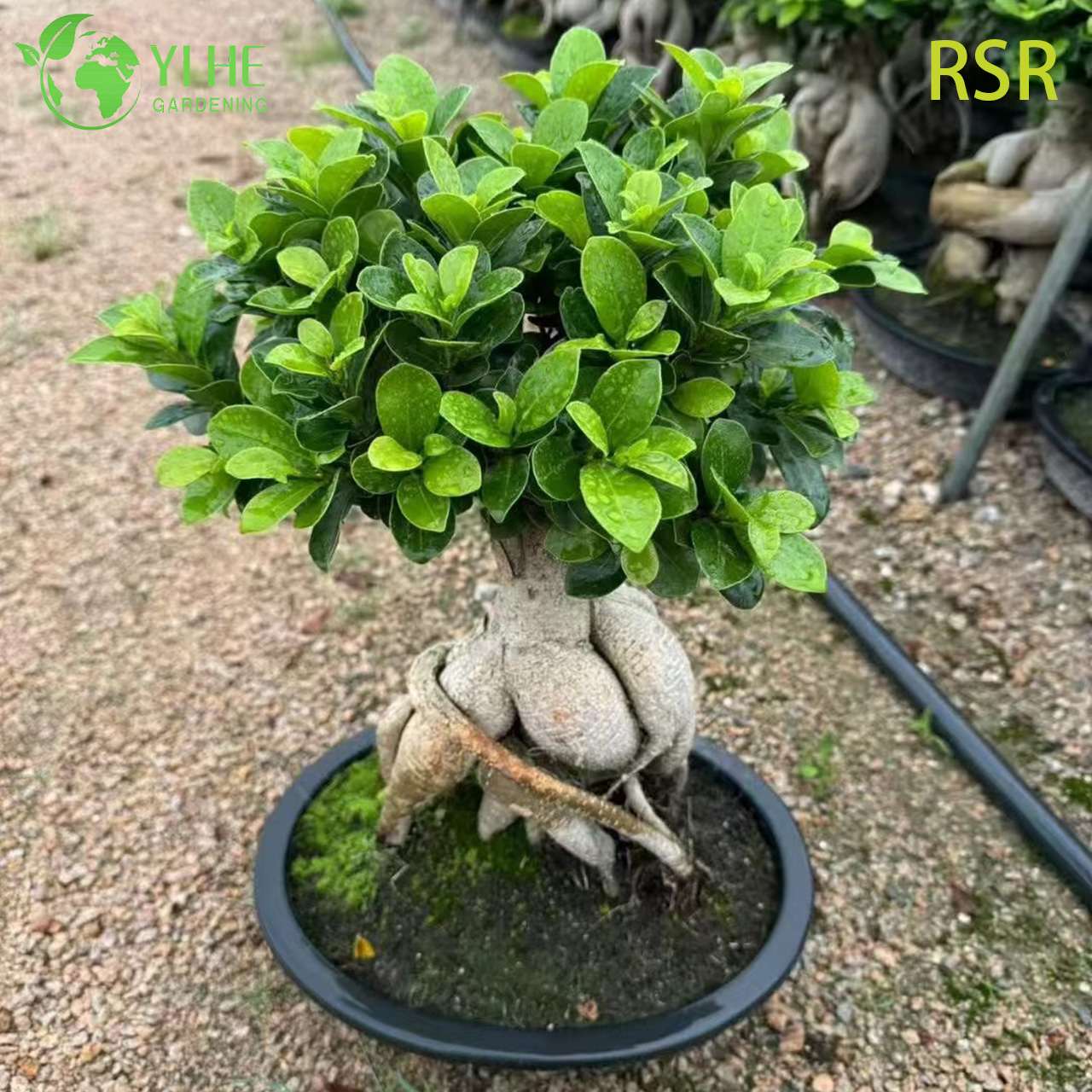 Live Ginseng Ficus Microcarpa An Indoor Bonsai Tree Plant