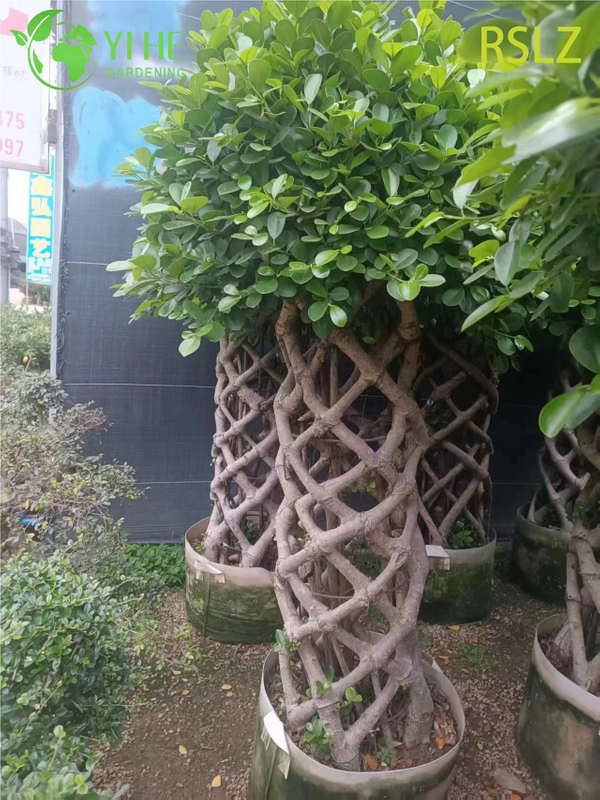 Woven Ficus Cage A Braided Trunk Live Plant Sculpture Bonsai