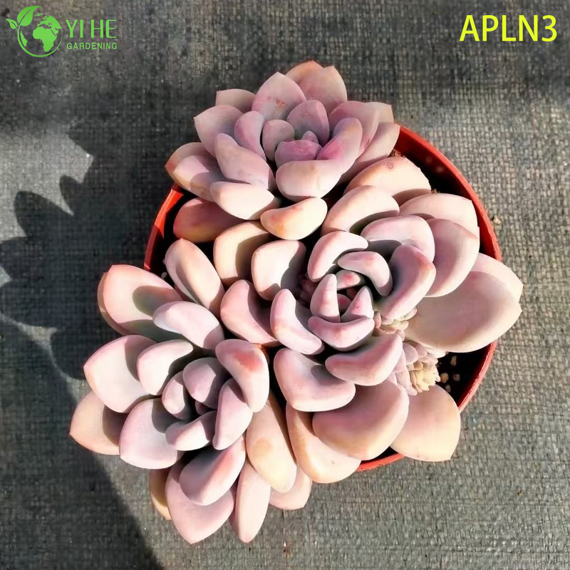 Wholesale Pink Opalina Mature Succulent Cluster Live Plant Bonsai