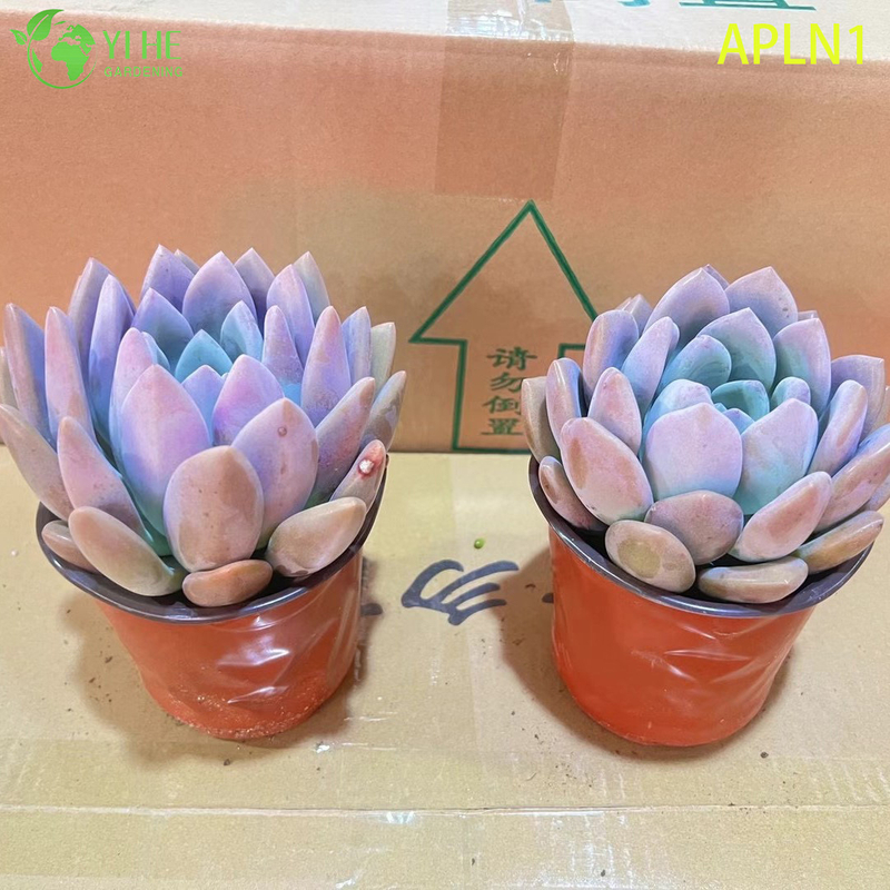 Wholesale Graptoveria Opalina Pastel Pink Live Succulent Rosette Plant Bonsai