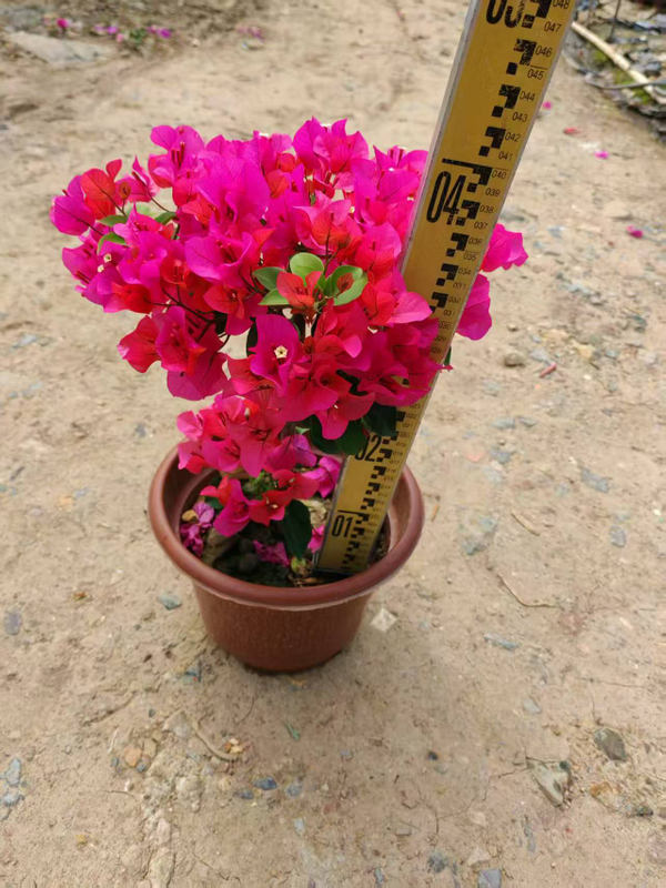 Bougainvillea Bonsai