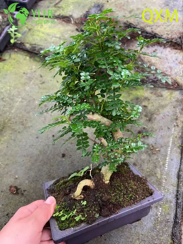 Pistacia Weinmannifolia, Fragrant Ornamental Bonsai Tree for Indoor & Outdoor
