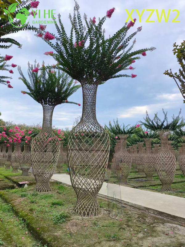 Lagerstroemia parviflora Trellis - shaped Ornamental Plant, Flowering Garden Fence Decor