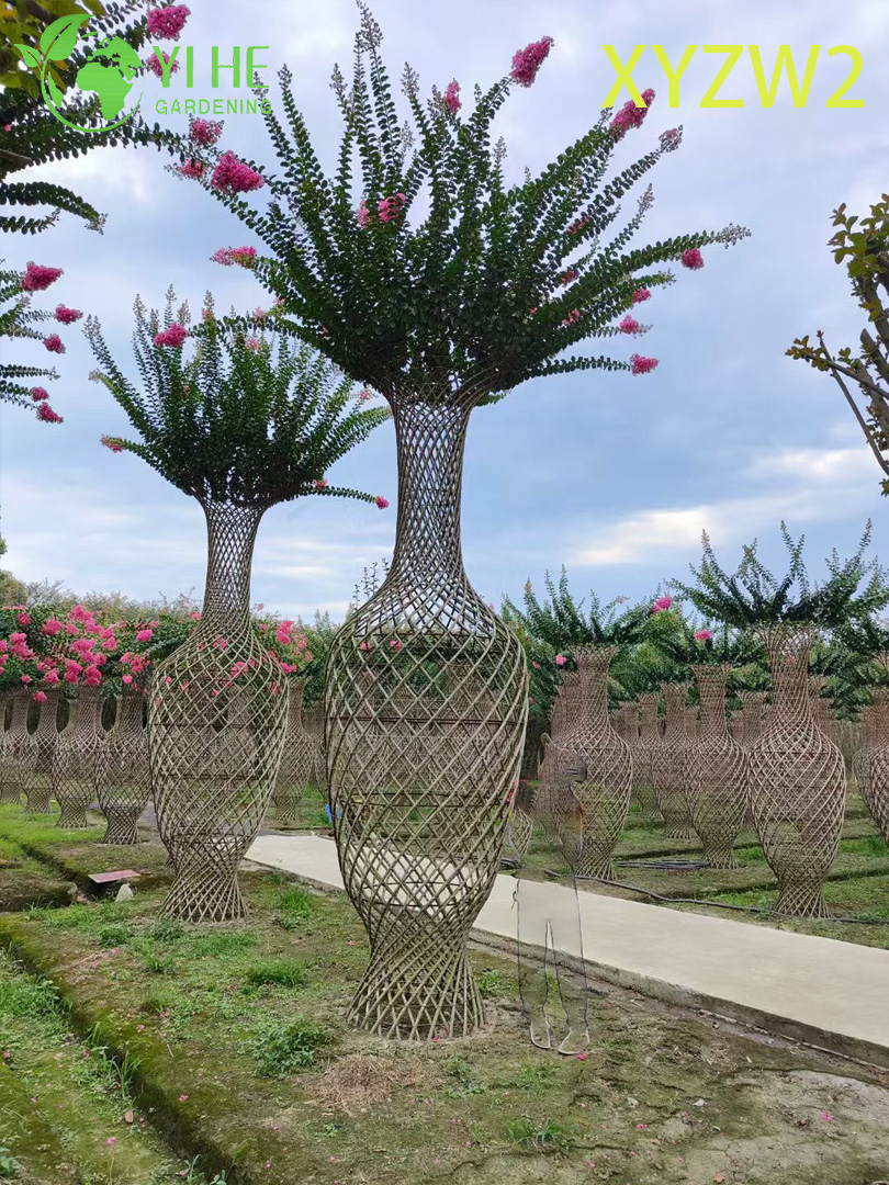 Lagerstroemia parviflora Trellis - shaped Ornamental Plant, Flowering Garden Fence Decor
