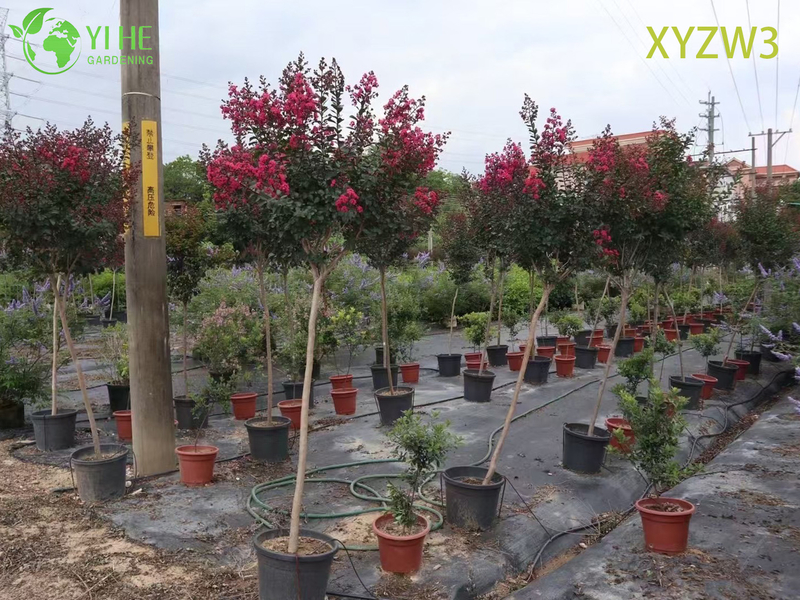 Ornamental Lagerstroemia parviflora Tree, Red - flowering Garden Specimen Plant