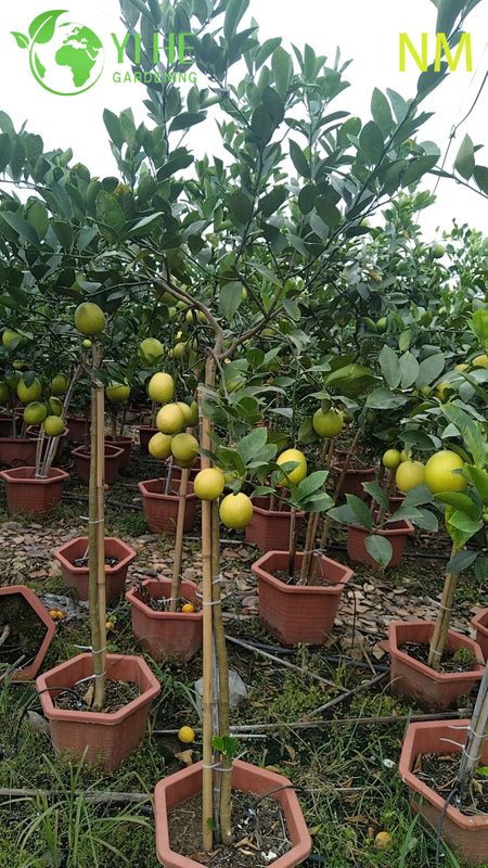 Potted Dwarf Lemon Tree, Indoor Outdoor Citrus Australasica for Sale