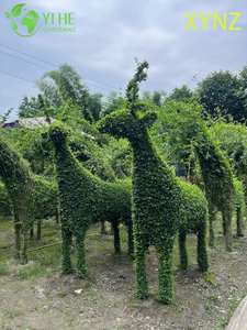 Animal - shaped Ligustrum quihoui Carr, Ornamental Evergreen Topiary Plants