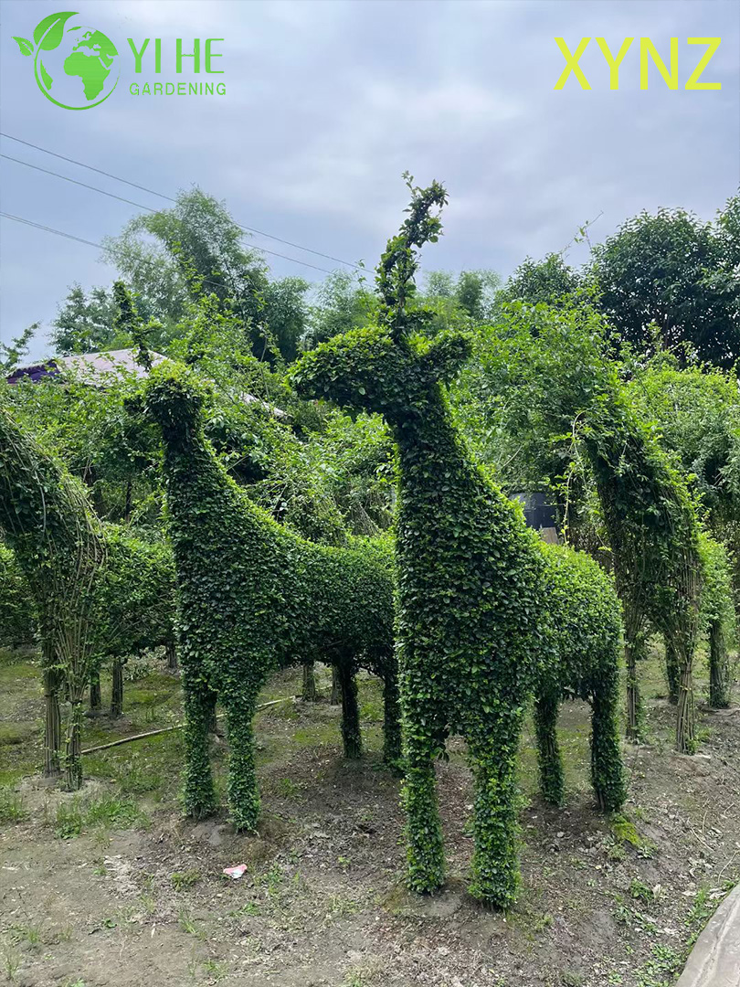 Animal - shaped Ligustrum quihoui Carr, Ornamental Evergreen Topiary Plants