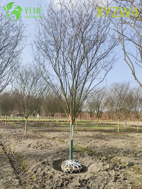 Tall Lagerstroemia parviflora, Formal Upright Ornamental Tree, Garden Landscape Specimen