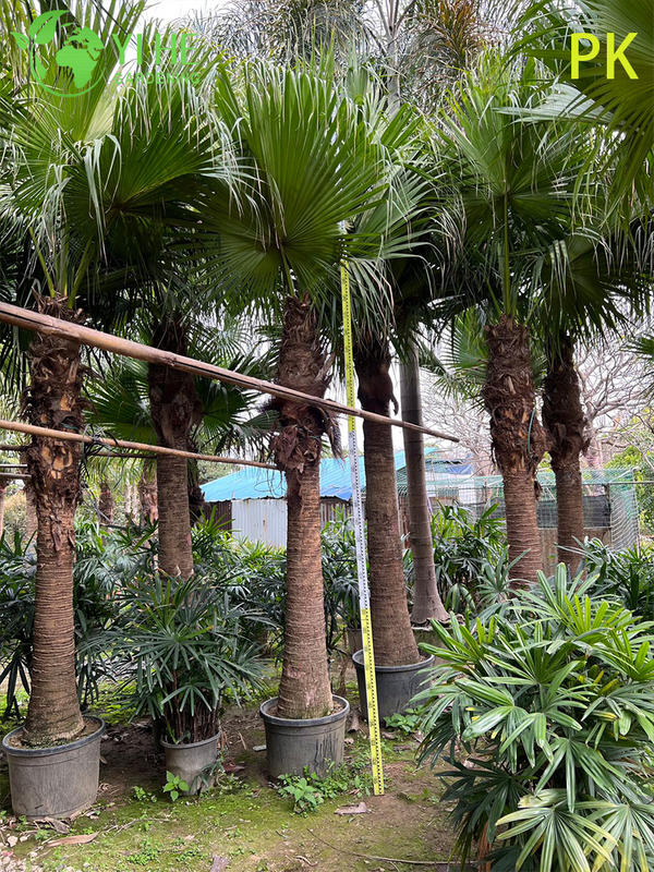 Livistona Chinensis Palm Tree, Evergreen Ornamental Plant for Garden & Landscape