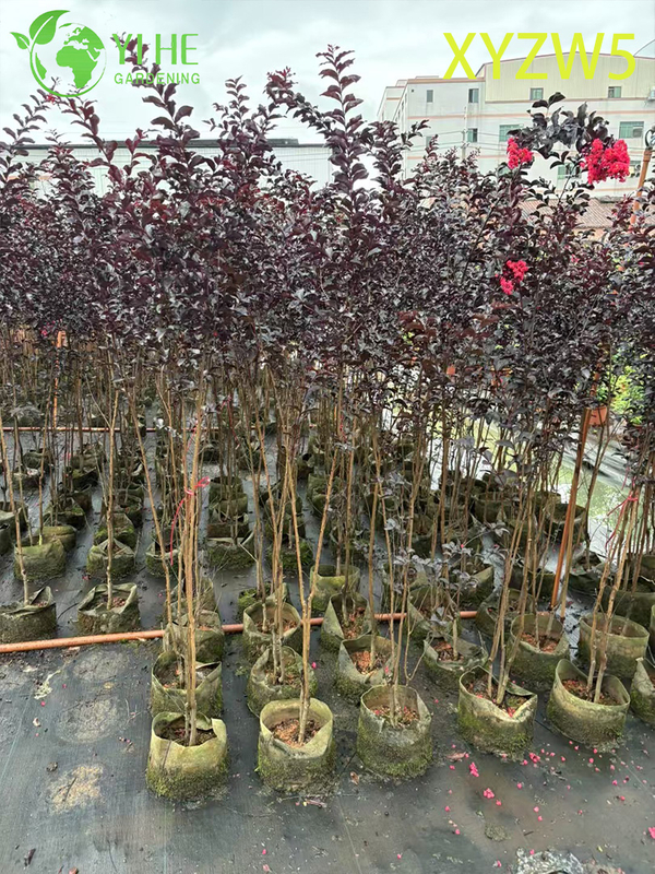 Ornamental Purple - leaf Lagerstroemia parviflora, Red - flowering Potted Plant
