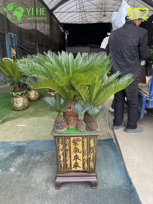 Multi - trunked Cycas Revoluta Bonsai, Evergreen Ornamental Sago Palm