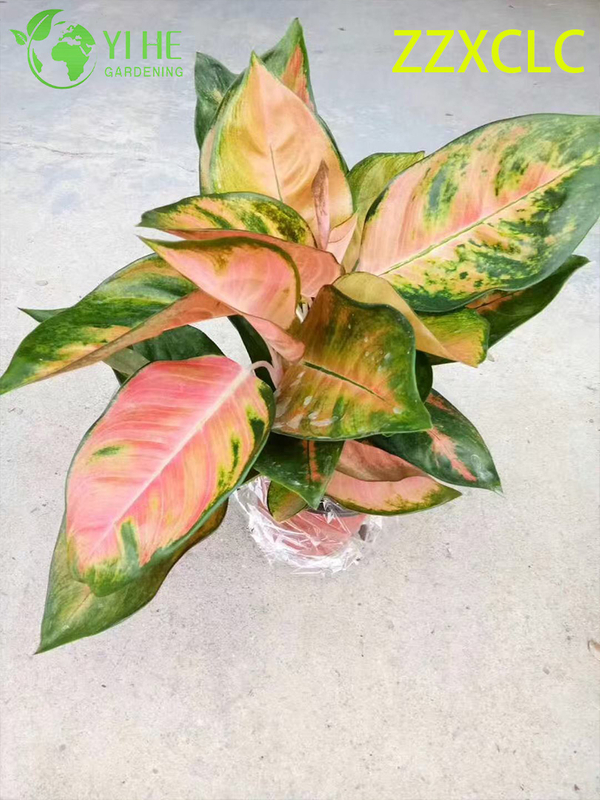 Wholesale Export Spider-Man Aglaonema Seedlings | Tropical Ornamental Foliage Seedlings