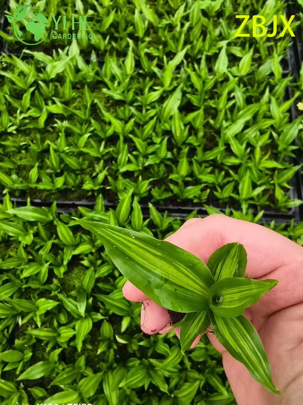 Wholesale Export Straight-Stem Gold-Center Foliage Seedlings | Tropical Ornamental Plants