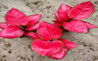 Decorating With Aglaonema: Style Tips for Modern Interiors
