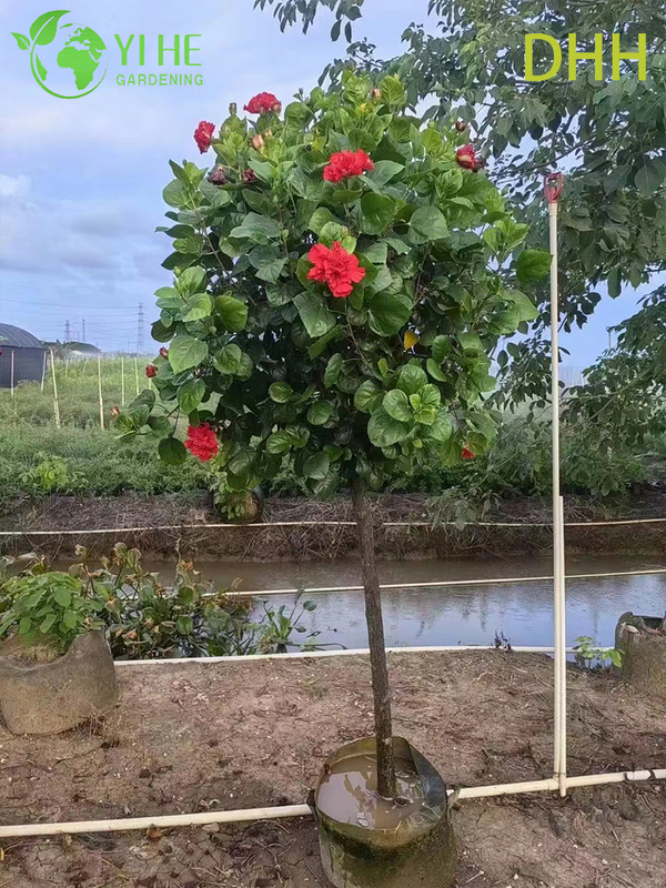 Live Red Tropical Hibiscus Tree Standard Flowering Garden Plant