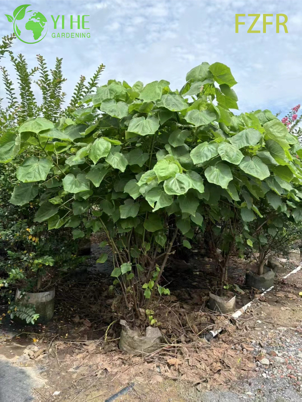 Flowering Dombeya wallichii, Ornamental African Tuliptree Shrub Plant