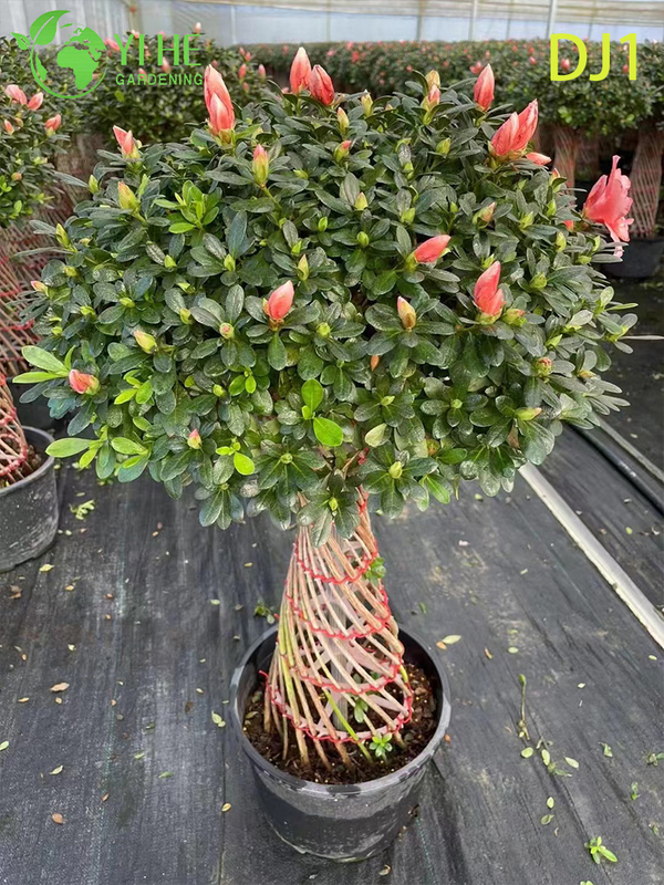 Vibrant Pink Rhododendron simsii, Ornamental Potted Flower
