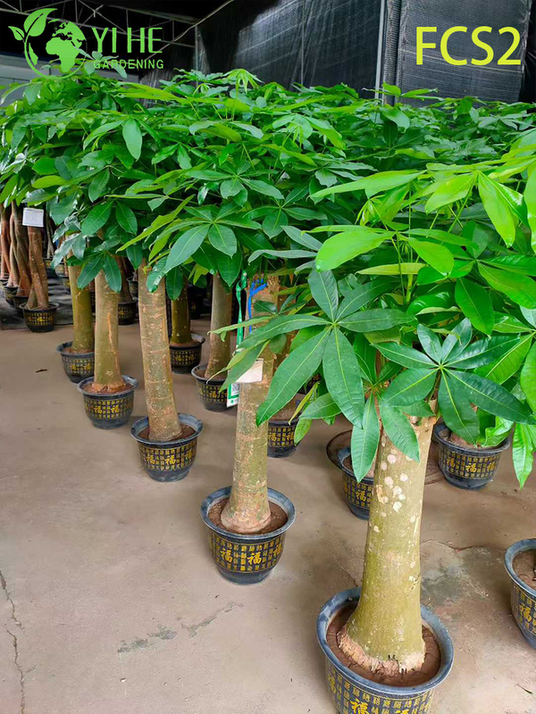 Large - sized Pachira macrocarpa with Thick Trunks, Lush Foliage for Decoration, Prosperity - bringing Money Tree