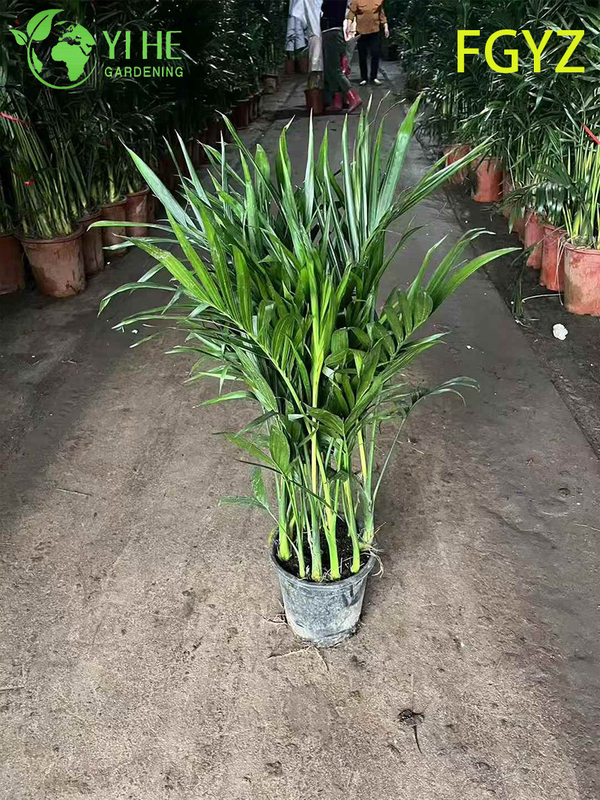 Evergreen Howea Belmoreana Palm - Indoor Ornamental Plant for Home & Office