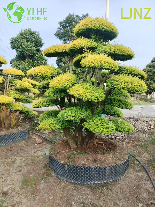 Ornamental Golden Glossy Privet Shrub for Wholesale Export Tree