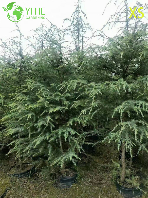 Ornamental Evergreen Cedar Tree for Wholesale Export