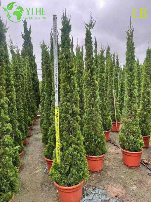 Ornamental Chinese Juniper Evergreen Tree for Wholesale Export