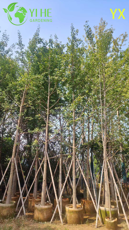 Ornamental Long - lived Ginkgo Tree for Wholesale Export