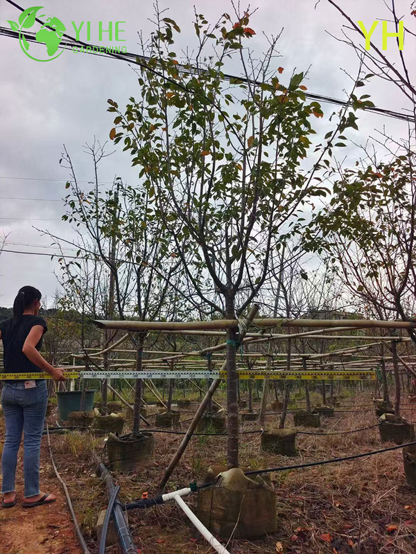 Ornamental Multi - variety Cherry Blossom Tree for Wholesale Export