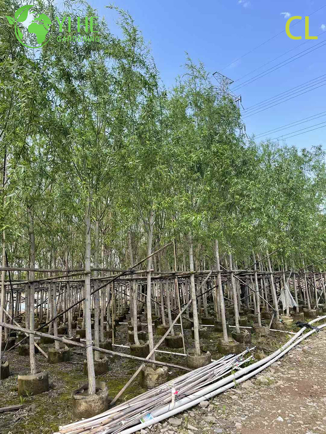 Ornamental Weeping Willow Tree for Wholesale Export