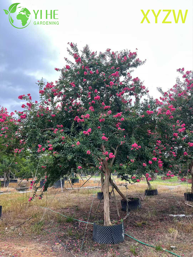 Ornamental Dwarf Crape Myrtle Tree for Wholesale Export