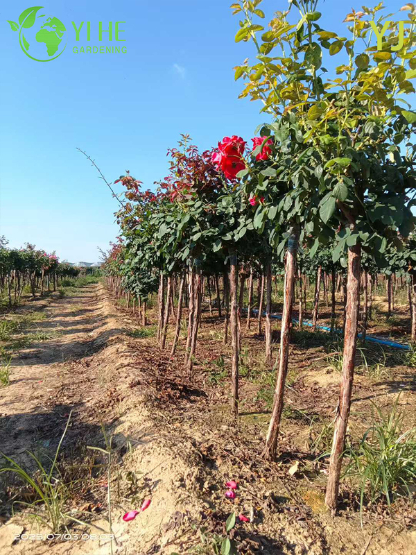 Ornamental Multi - colored Rose Plant for Wholesale Export