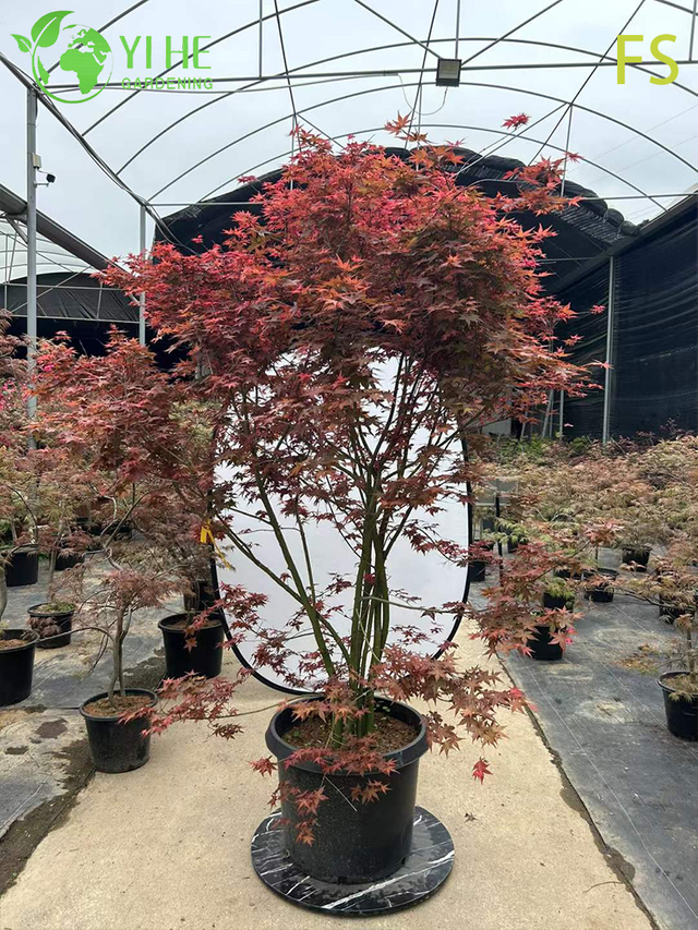 Ornamental Japanese Maple Tree for Wholesale Export