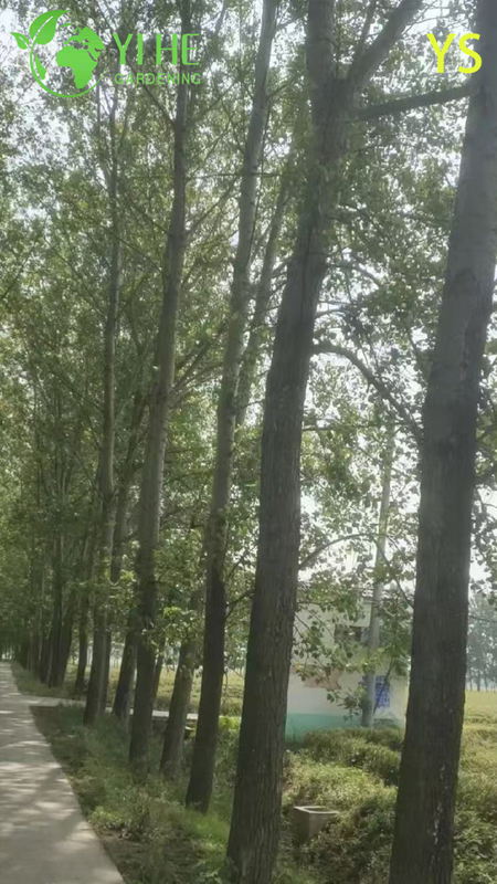 Ornamental Fast - Growing Poplar Tree for Wholesale Export