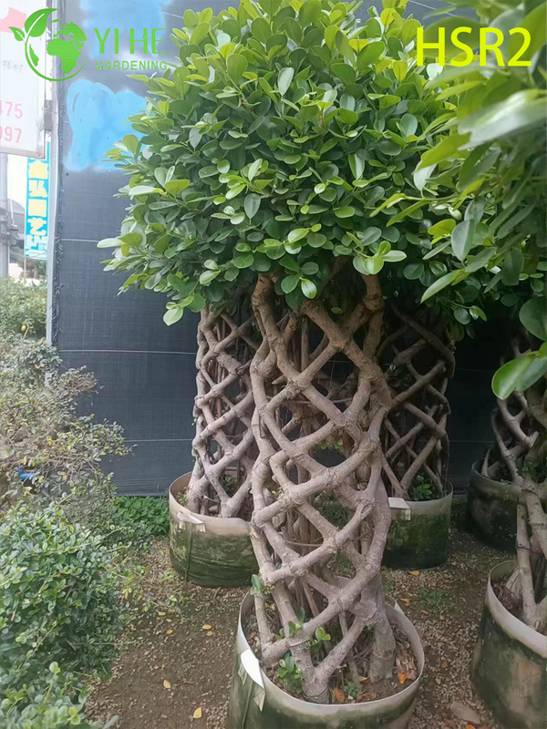 Evergreen Ficus Cone Multi-Ball Pom-Pom Tree for Landscape Design