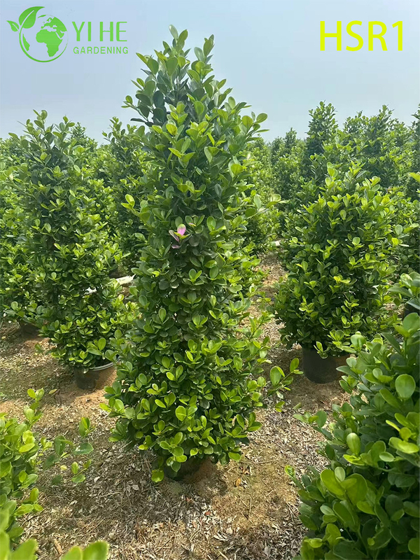 Evergreen Columnar Ficus Cone Topiary for Outdoor Landscaping