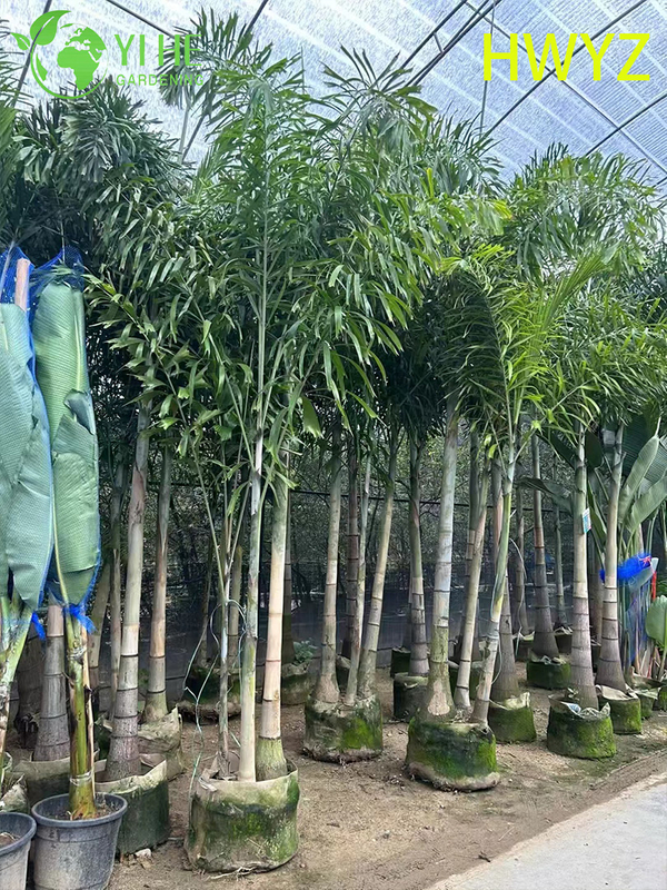 Wholesale Foxtail Palm Tree Wodyetia Bifurcata for Landscaping