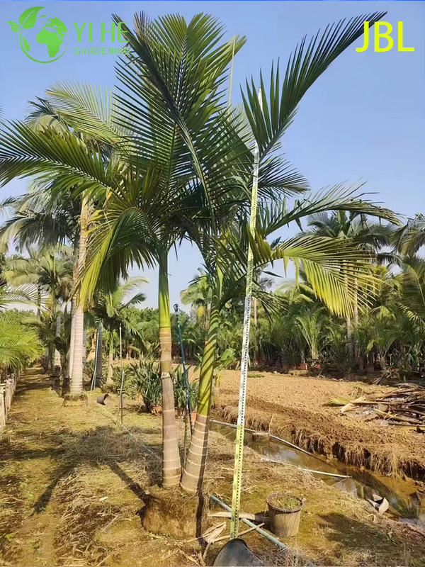 Wholesale Elegant Alexander Palm Tree for Avenue Landscaping
