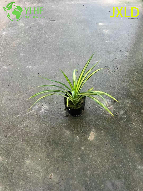 Wholesale Variegated Golden Screw Pine Live Pandanus Plant Bonsai
