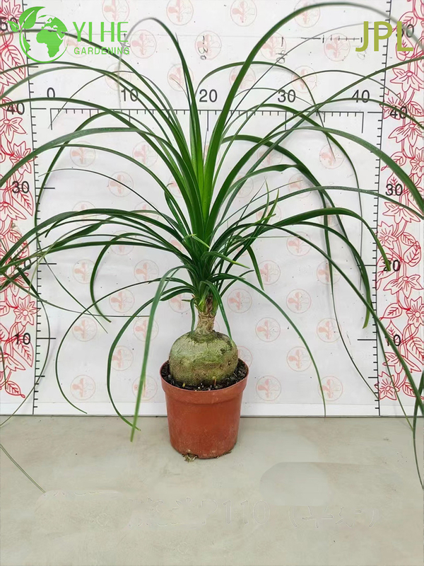 Wholesale Ponytail Palm Elephant's Foot Live Beaucarnea Plant Bonsai