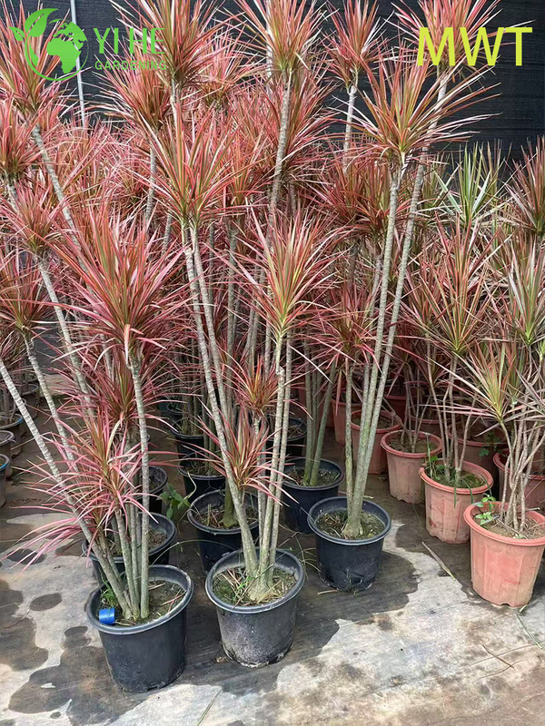 Wholesale Red-Edged Dracaena Marginata Live Multi-Stem Plant Bonsai